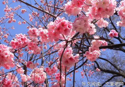 、巴黎铁塔下的月外对为京樱花*^的优美句子