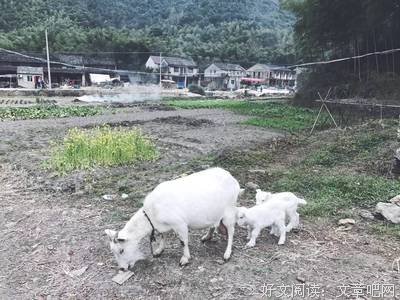 盛夏一抹绿烟翠，撷取人间草木心