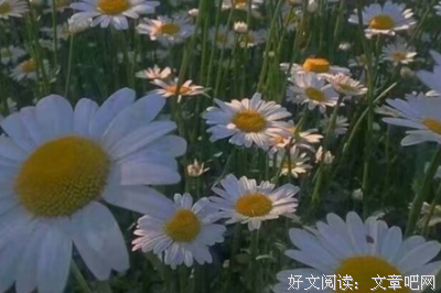 青春的选择句子大全