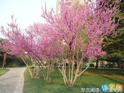 这么美的句子