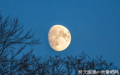 关于蝶恋花的句子