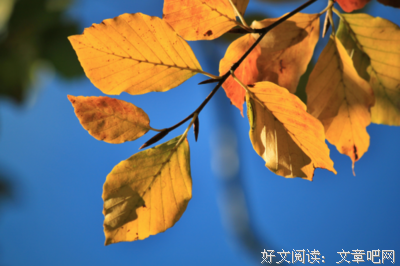 关于句集的句子