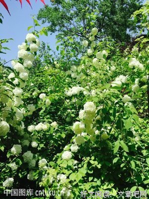 《伟大的植物：南方草木状》的读后感大全