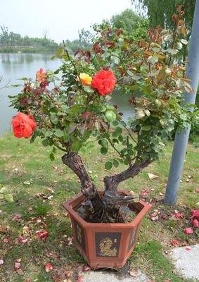 关于成百上千的语句