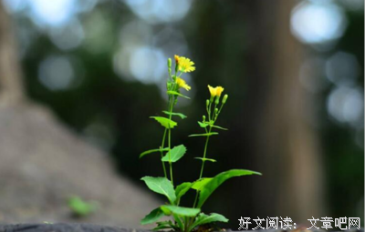 关于疯狂的格言