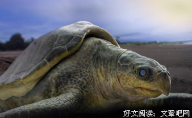 《荒野间谍 第一季》好看吗？经典观后感锦集