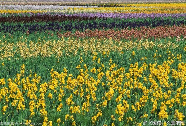 鸢尾花 