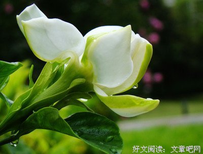 最经典的《致命纠缠：出可水实统大人，请爱我》经典语句大全