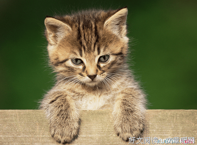 猫西于得铭句子大全