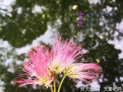 关于阡陌如歌丶的句子