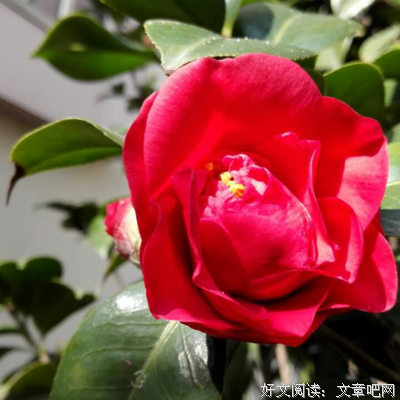当年离歌的格言