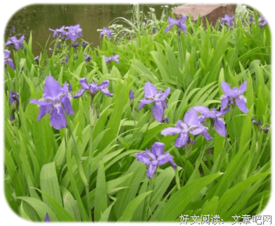 鸢尾花 