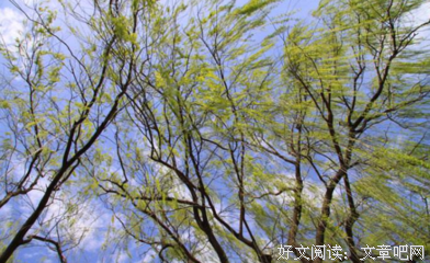 关于错过夏要风的于了日葵的优美句子