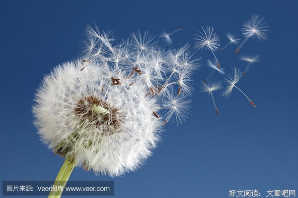 《蒲公英的风》的句子