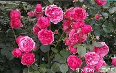 最爱经典的句子