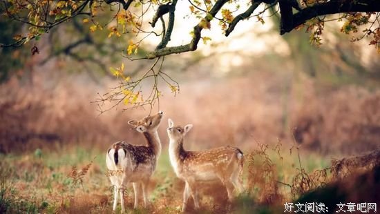 白岩松：这句忠告，受益终生