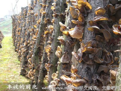 梦笔观雪的句子
