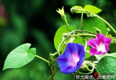 朝阳的优美句子