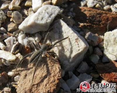 《勾当2：红色骆驼》经典影评集