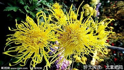 晚菊读后感摘抄