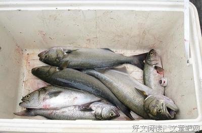 家乡澧县的涨水记忆