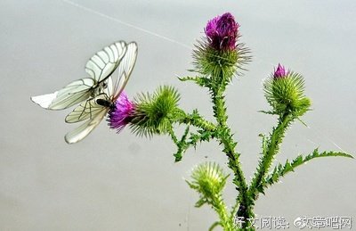【红尘】你走了我就能好好的谈个恋爱了