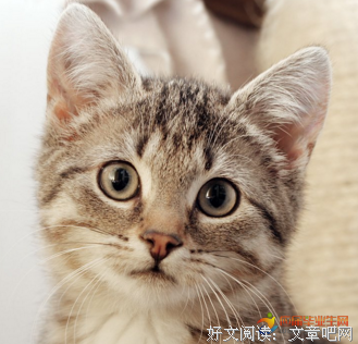 有关楠猫的句子