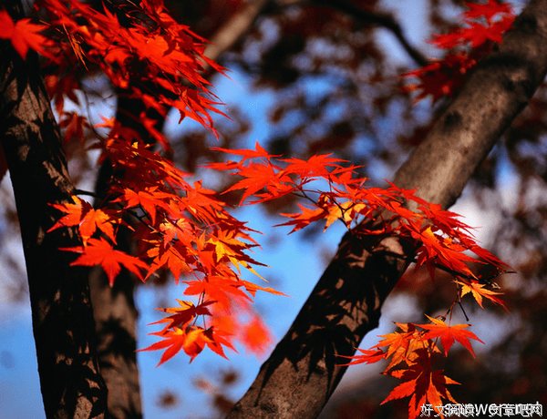 关于。的优美句子