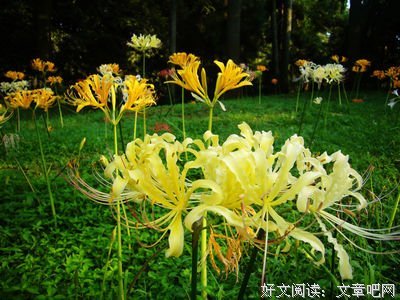 彼岸的女儿经典读后感有感