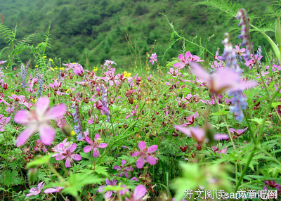 有关纵物而万紫千红，我只取一朵。的句子