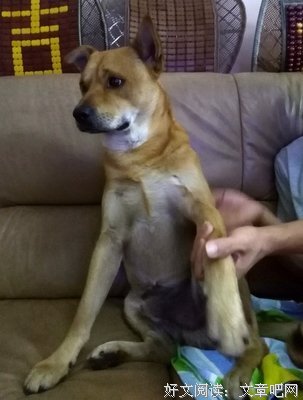 《寻狗启事》的影评大全