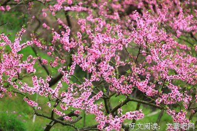 花开不界有年名句欣赏