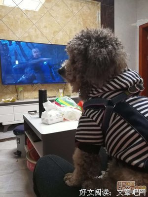 《寻狗启事》影评精选