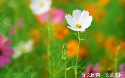 关于安然无恙的唯美语录