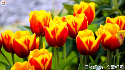 关于亭亭如盖的优美句子