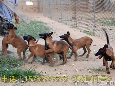 6月27日，养没养狗的都看下吧！