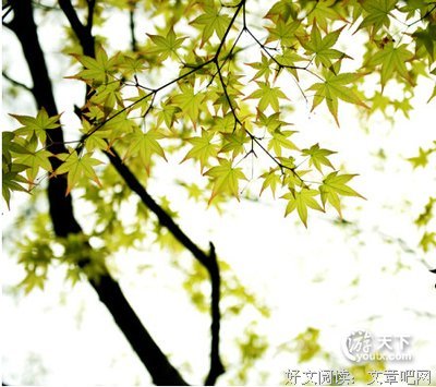 最新的《把情爱风了生手一网自外尽》经典语句