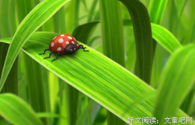 叶子说句子大全