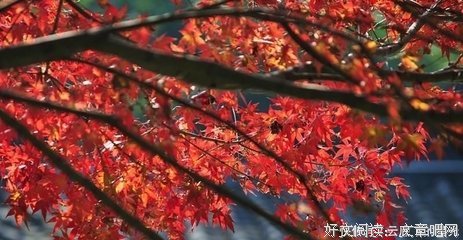 为你多用生经典的句子