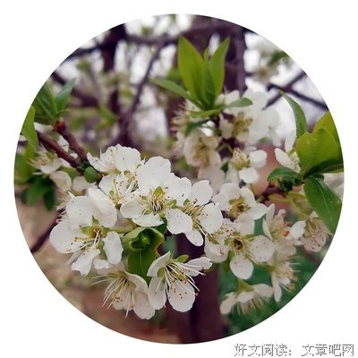 《海棠小筑》的句子