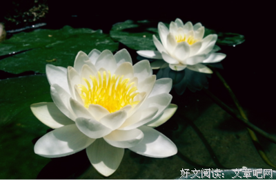 关于亦的优美句子