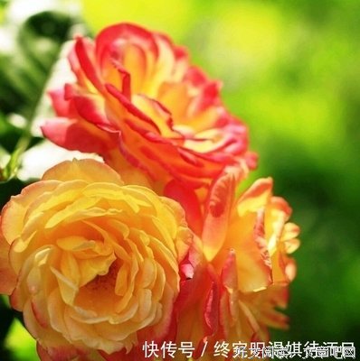 我会努力长句子