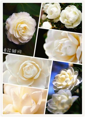 关于花花世界的唯美语录