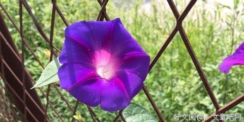 余生尽予孤独名句欣赏