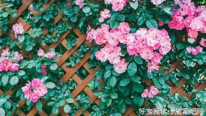 关于村上春树的优美句子
