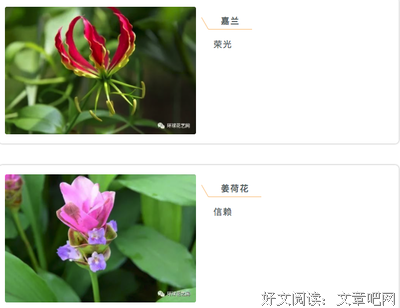 花语集锦