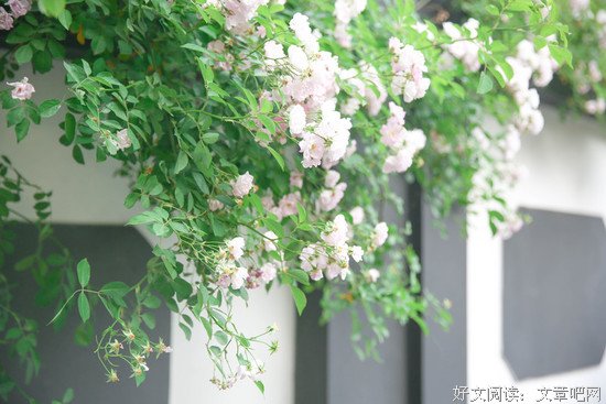 站着，站着，花就开了