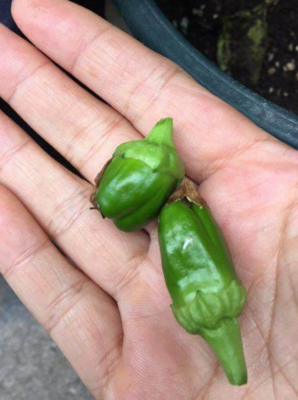 聆听 | 阳台上的辣椒花开了