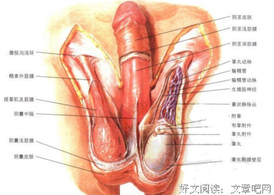 喜欢吃“性器官”的她，开始割自己的器官。