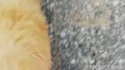 花影凌乱句子